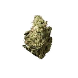 Navcora THC 18 Spotlight Porto Headband